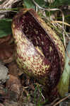 Skunk cabbage